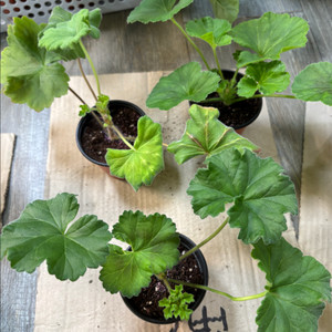 피닉스의전설 여름의사치 디아즈카림바 중러 제라늄