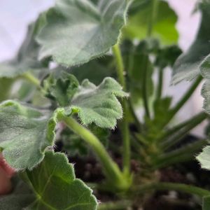 제라늄 6종 송오브골초바. 뜻밖의기쁨, 로얄브라이드,봄이블라섬,ay,꿈길,엔틱로즈