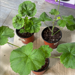 유지스마로쉬카 다비드의별 심프랄린 러시아제라늄