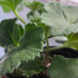 제라라6종 엘리나비스트니츠카야, 타아나스타샤, 로진, 엔젤릴리, 에어프릴스노우,엔틱로즈