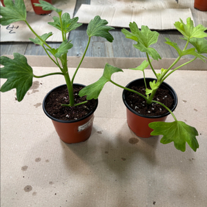 프리티한별채움 데이나2 제라늄