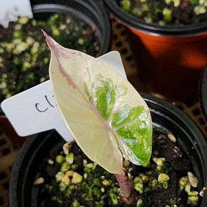 (식물접어요) 알로카시아 니그라 플럼배 화이트 핑크 바리에가타 (자구개체)