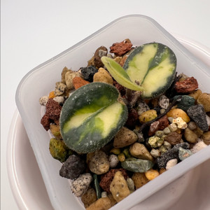 호야 마틸드 바리에가타