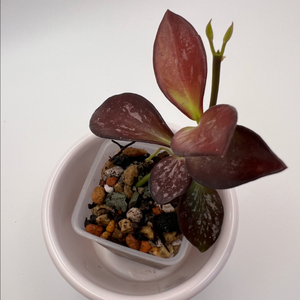 호야 콜리아 파푸아