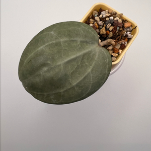 호야 사라왁 민트