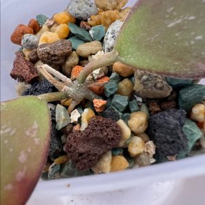 호야 시길라티스 보르네오