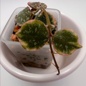 호야 커티시 알보 마지나타