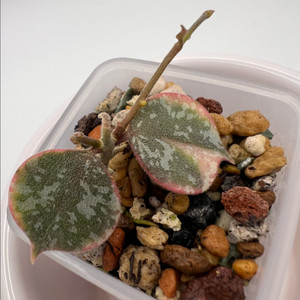 호야 커티시 알보 마지나타