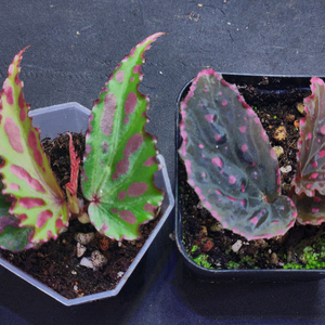 베고니아2종일괄/퓨리아&라바핑크