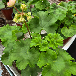 제라늄 개별분양합니다