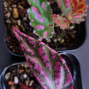 베고니아2종일괄/람풍핑크&라바핑크