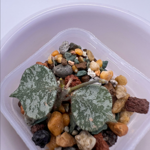 호야 커티시 실버 1