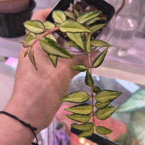 호야 벨라루이부아