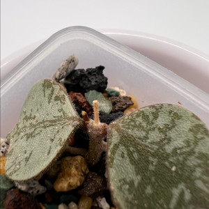 호야 커티시 실버3