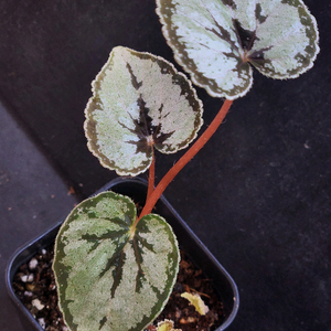 베고니아2종일괄/딘두이&딘두이 실버