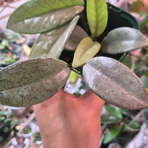 호야 윌버그레이브풀실버