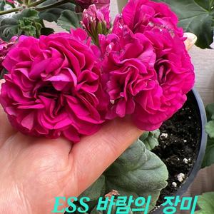 러시아제라늄 ess 바람의장미