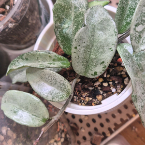 호야 노바고스트