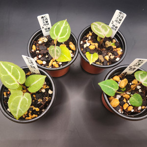 안스리룸 레드크리스탈리넘*미쉘자라