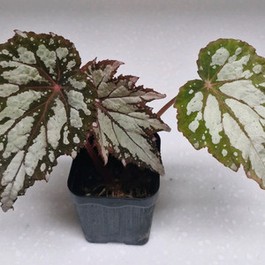 베고니아 실버킹