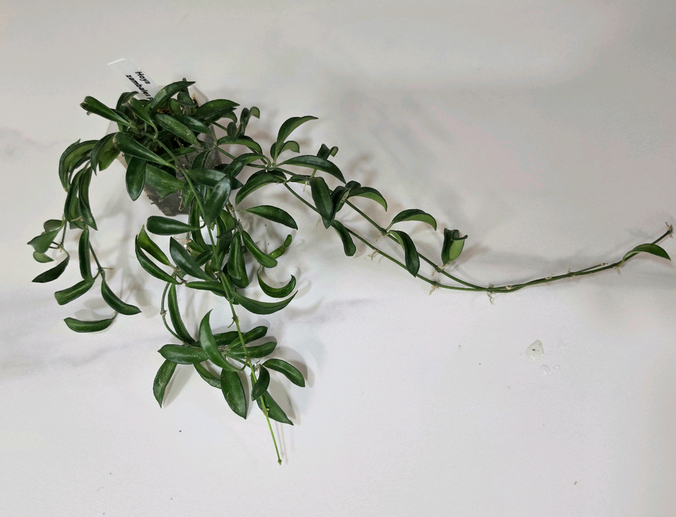 호야 6종세트--5