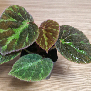 베고니아 베트남sp(꽝남)