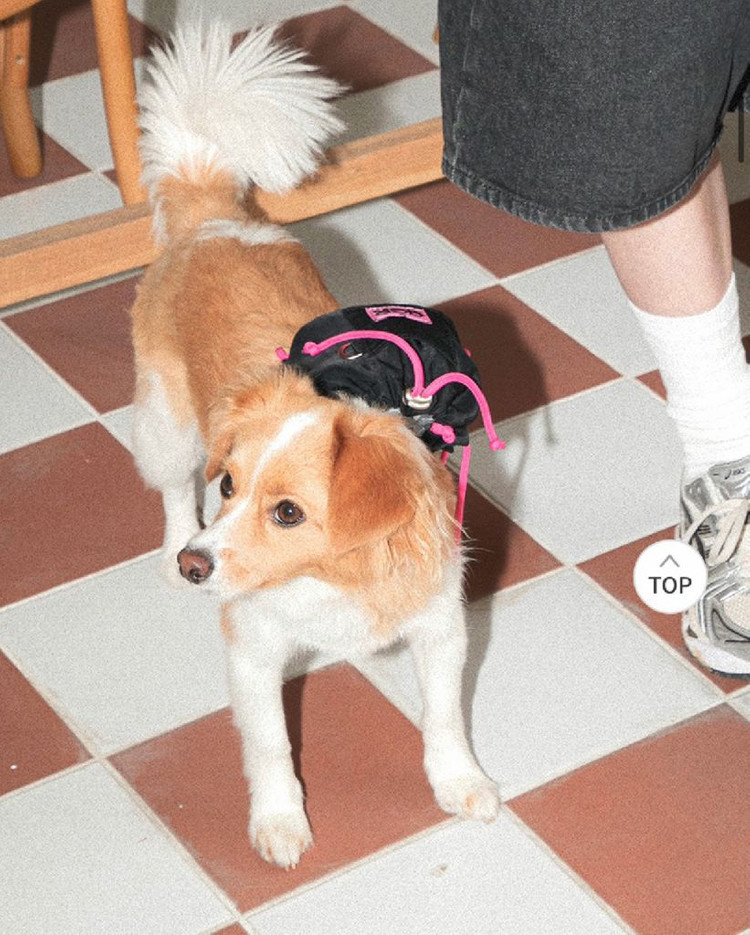 강아지용품) 애플사이다레시피 강아지백팩, 패커블백팩 개당금액 이미지