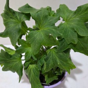 블루퀸즈티아라 스텔라제라늄