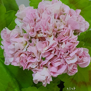 제라늄 UG 니나 꽃대 두개있음