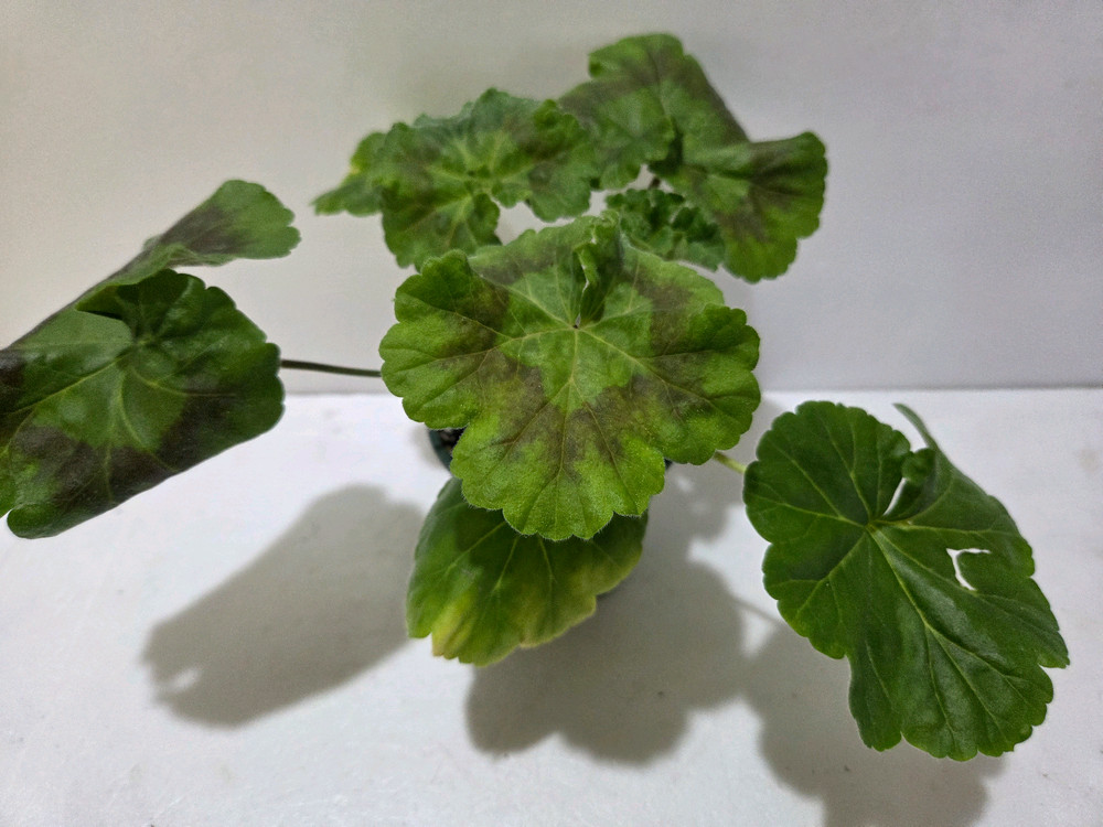 심전설 러시아제라늄--1