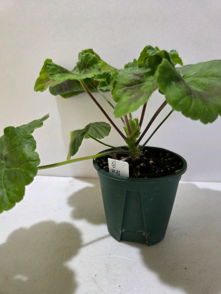 심전설 러시아제라늄--2