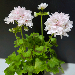 쥬쥬달빛 스텔라제라늄