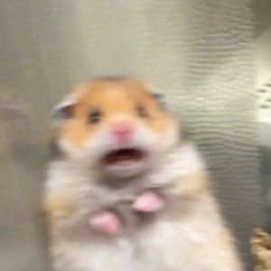 알로항 머니 팝니다 이미지