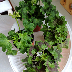 해처럼과 스텔라3종 세트