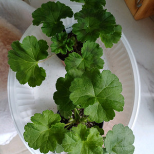 갈리나울라노바와 비잔티움 세트 택포