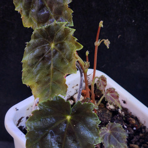 베고니아 /마우란디에 블루