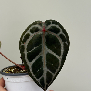 안스리움 레드크리스탈리넘 레크