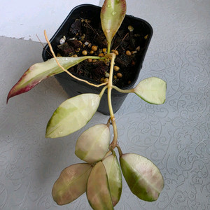 호야 왈리니아나 바리에가타