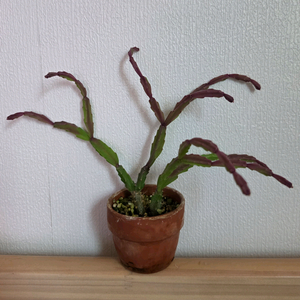 게발선인장 엑조티카