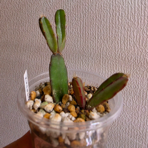 원조게발선인장 로지아