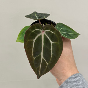 안스리움 (도라야끼x레크)(칼라블랙키x레크)