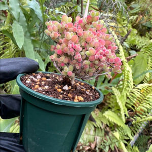 드로산데움 글로보섬 허니(딸기허니)