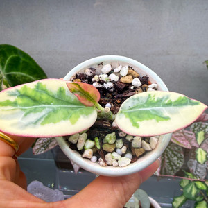 호야 에메랄드프로스트