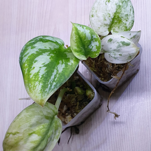 스킨답서스 실버샤틴 바리에가타, 스킨답서스 엑조디카 홀로그램 2종