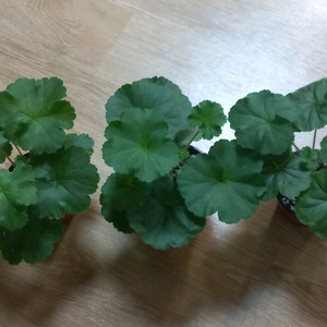 안나게르만 에릭불사조의전설 사랑과장미 제라늄