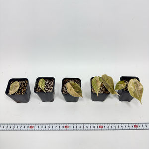 알로카시아 아즈라니 옐로우 바리에가타