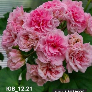 UV 남작부인.심프랄린.심 레이디스 카프리스 러시아제라늄 3종