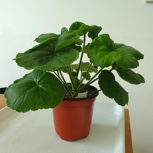 러시아제라늄 UV13.21