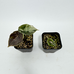 알로카시아 아즈라니 핑크 바리에가타