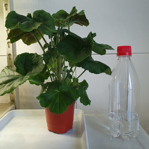 러시아제라늄 로얄브라이드(중)